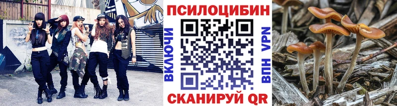 Купить где  Отрадный  Галлюциногенные грибы Cubensis 